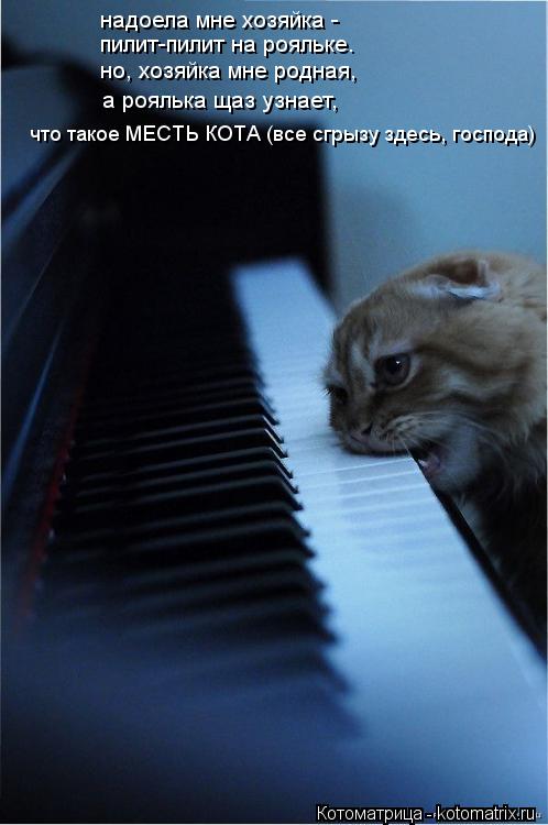 Котоматрица: надоела мне хозяйка -  пилит-пилит на рояльке. но, хозяйка мне родная, а роялька щаз узнает,  что такое МЕСТЬ КОТА (все сгрызу здесь, господа)