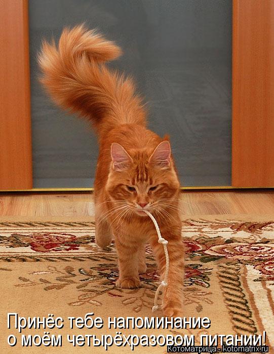 Котоматрица: Принёс тебе напоминание о моём четырёхразовом питании!