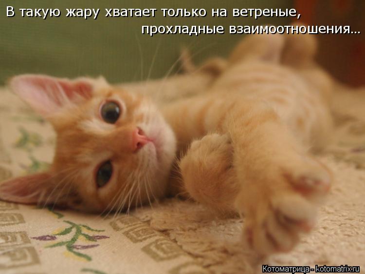 Котоматрица: В такую жару хватает только на ветреные,  прохладные взаимоотношения…