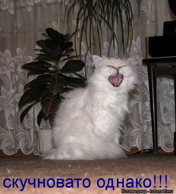 Котоматрица: скучновато однако!!!
