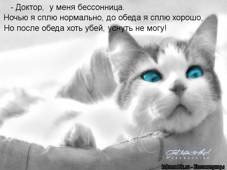 Котоматрица: - Доктор,  у меня бессонница.  Ночью я сплю нормально, до обеда я сплю хорошо,  Но после обеда хоть убей, уснуть не могу!