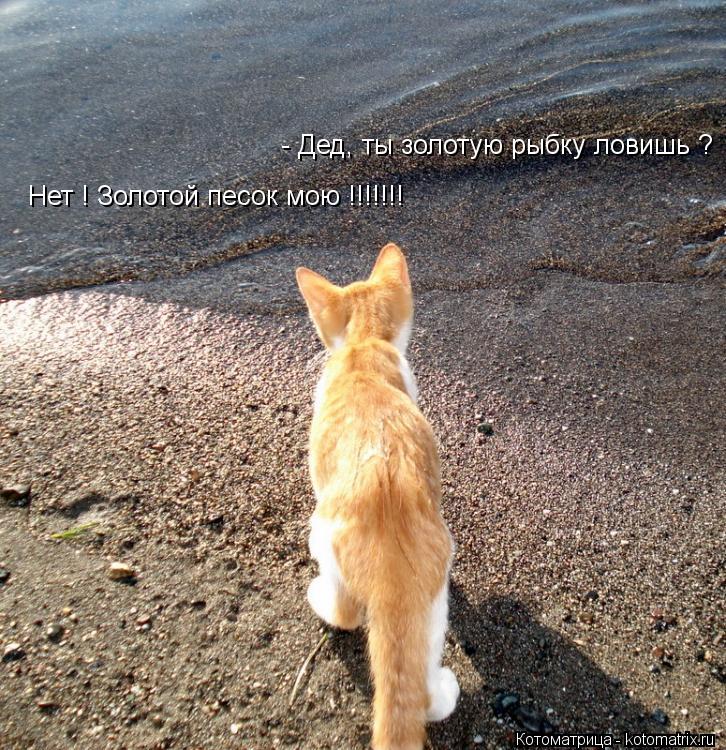 - Дед, ты золотую рыбку ловишь ? Нет ! Золотой песок мою !!!!!!!... Котоматрица: - Дед, ты золотую рыбку ловишь ? Нет ! Золотой песок мою !!!!!!!