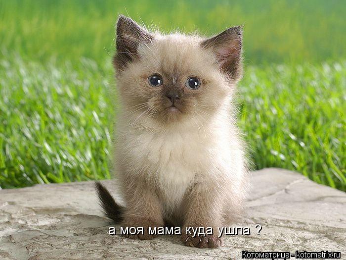 Котоматрица: а моя мама куда ушла ?