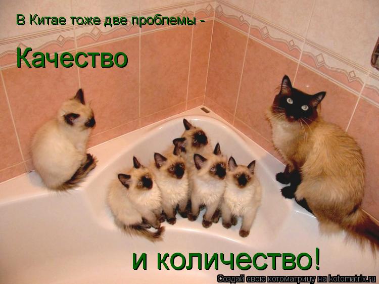 Котоматрица: В Китае тоже две проблемы -  Качество и количество!