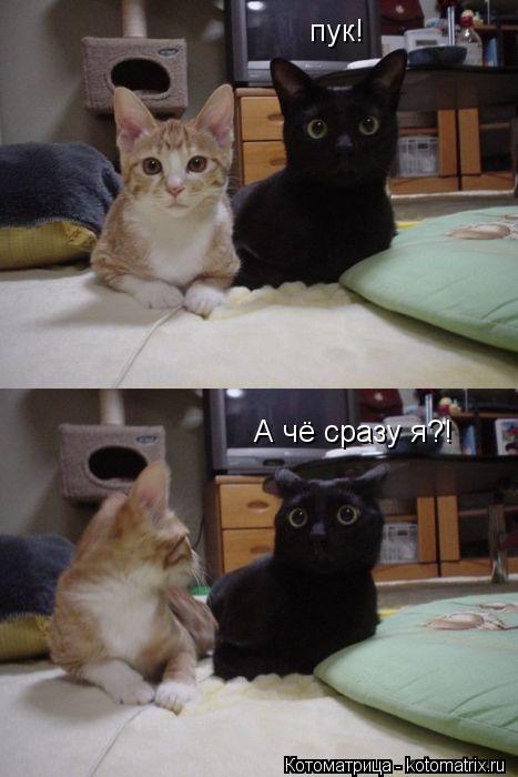 Котоматрица: пук! А чё сразу я?!