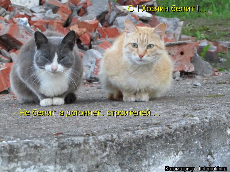 Котоматрица: - О ! Хозяин бежит !.... - Не бежит, а догоняет.. строителей....