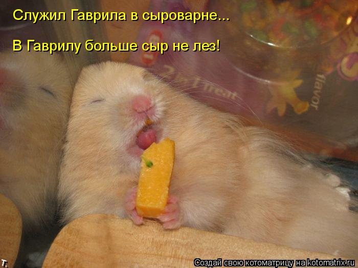 Котоматрица: Служил Гаврила в сыроварне... В Гаврилу больше сыр не лез!