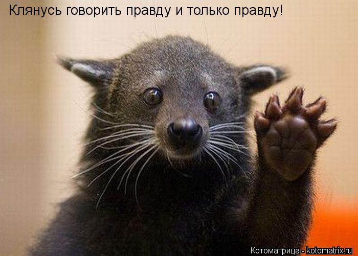 Клянусь говорить правду и только правду!... Котоматрица: Клянусь говорить правду и только правду!