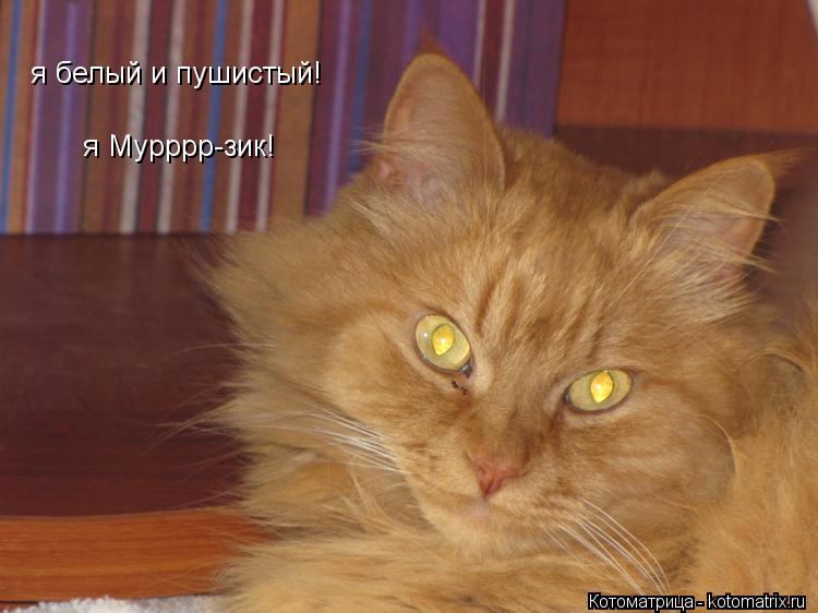 я белый и пушистый! я Мурррр-зик!... Котоматрица: я белый и пушистый! я Мурррр-зик!