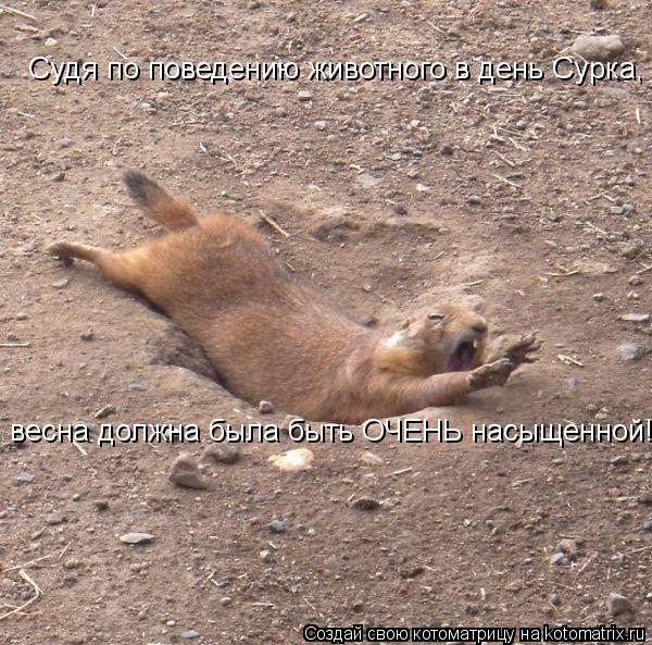 Котоматрица: Судя по поведению животного в день Сурка, весна должна была быть ОЧЕНЬ насыщенной!