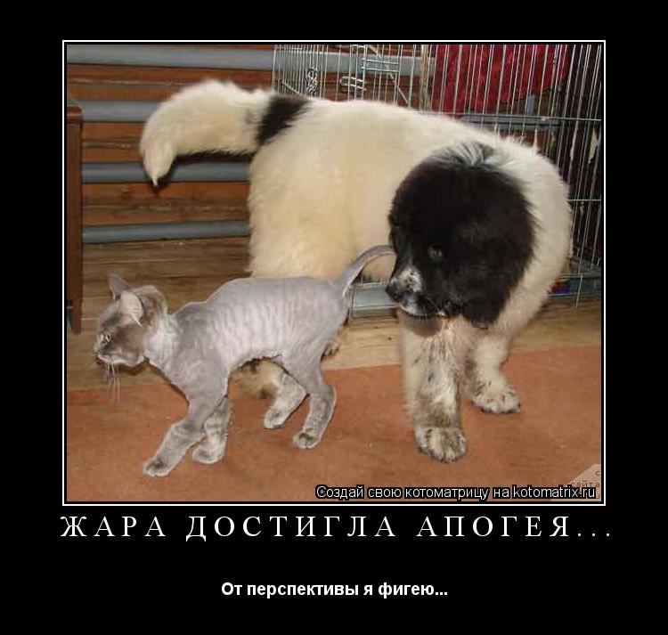 Котоматрица: ЖАРА ДОСТИГЛА АПОГЕЯ... От перспективы я фигею...