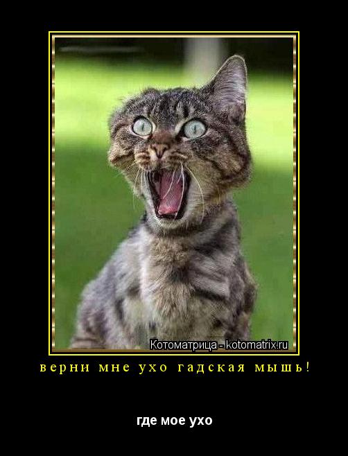 Котоматрица: верни мне ухо гадская мышь! где мое ухо