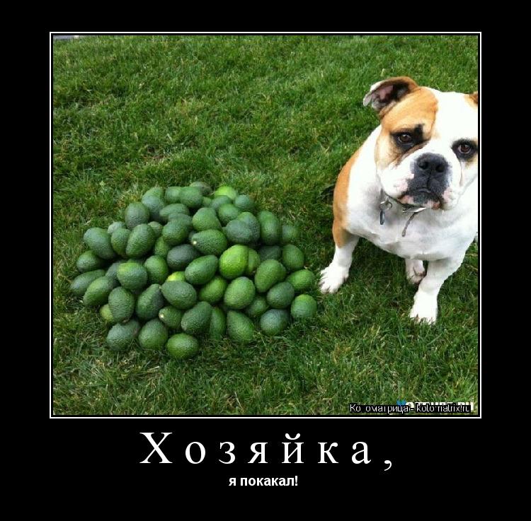 Котоматрица: Хозяйка, я покакал! 