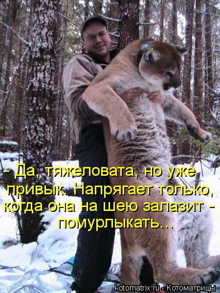 Котоматрица: - Да, тяжеловата, но уже  привык. Напрягает только,  когда она на шею залазит -  помурлыкать...