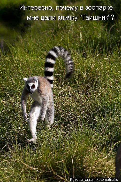 Котоматрица: - Интересно, почему в зоопарке мне дали кличку "Гаишник"?
