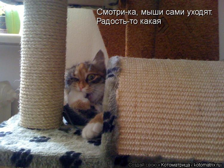Смотри-ка, мыши сами уходят. Радость-то какая... Котоматрица: Смотри-ка, мыши сами уходят. Радость-то какая