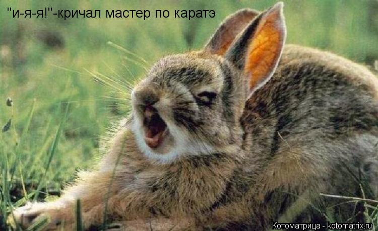 "и-я-я!"-кричал мастер по каратэ... Котоматрица: "и-я-я!"-кричал мастер по каратэ