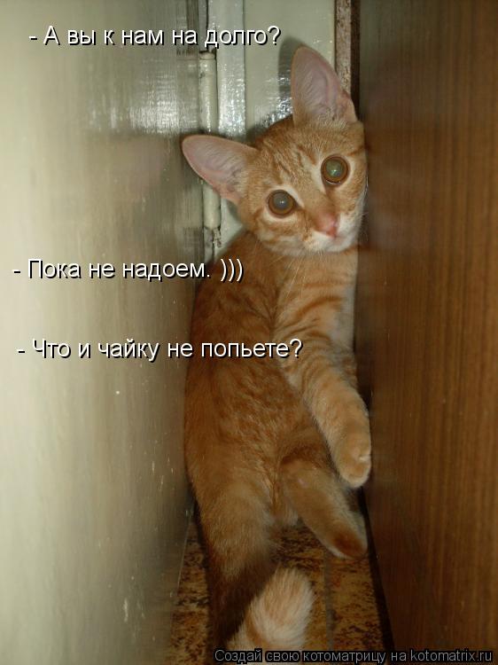 - А вы к нам на долго? - Пока не надоем. ))) - Что и чайку не попьете?... Котоматрица: - А вы к нам на долго? - Пока не надоем. ))) - Что и чайку не попьете?