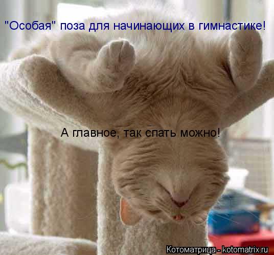 "Особая" поза для начинающих в гимнастике! А главное, так спать можно!... Котоматрица: "Особая" поза для начинающих в гимнастике! А главное, так спать можно!