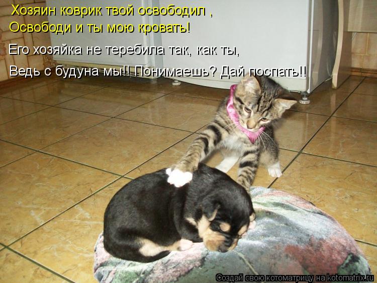Хозяин коврик твой освободил , Освободи и ты мою кровать! Его хозяйка не теребила так, как ты, Ведь с... Котоматрица: Хозяин коврик твой освободил , Освободи и ты мою кровать! Его хозяйка не теребила так, как ты, Ведь с будуна мы!! Понимаешь? Дай поспать!!