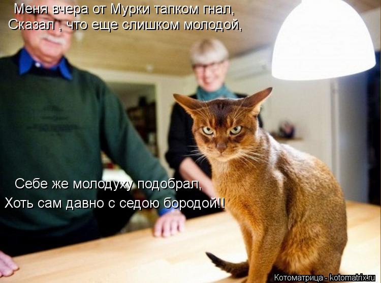 Меня вчера от Мурки тапком гнал, Сказал , что еще слишком молодой, Сказал , что еще слишком молодой, ... Котоматрица: Меня вчера от Мурки тапком гнал, Сказал , что еще слишком молодой, Сказал , что еще слишком молодой, Себе же молодуху подобрал, Хоть сам давно
