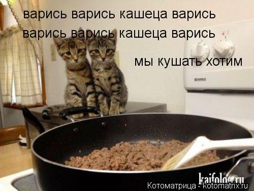 Котоматрица: варись варись кашеца варись  варись варись кашеца варись  мы кушать хотим