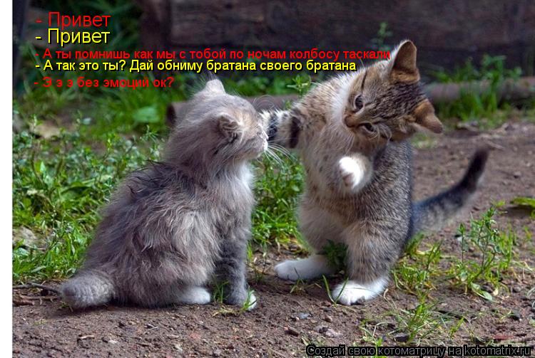 - Привет - Привет - А ты помнишь как мы с тобой по ночам колбосу таскали - Э э э без эмоций ок? - А т... Котоматрица: - Привет - Привет - А ты помнишь как мы с тобой по ночам колбосу таскали - Э э э без эмоций ок? - А так это ты? Дай обниму братана своего братана