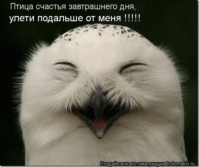 Котоматрица: Птица счастья завтрашнего дня, улети подальше от меня !!!!!