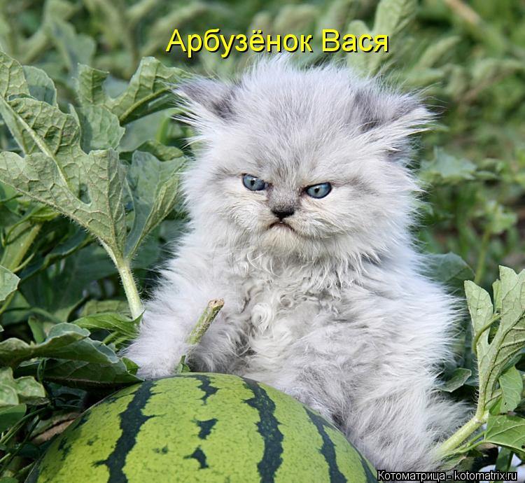 Котоматрица: Арбузёнок Вася