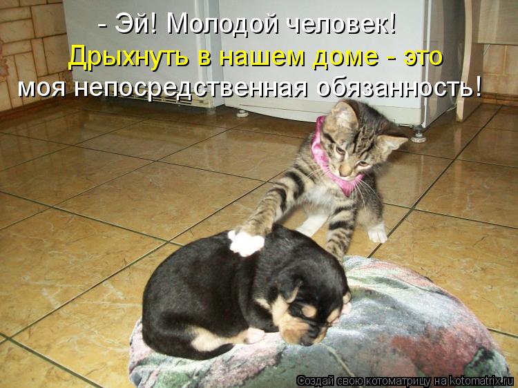 - Эй! Молодой человек! моя непосредственная обязанность! Дрыхнуть в нашем доме - это... Котоматрица: - Эй! Молодой человек! моя непосредственная обязанность! Дрыхнуть в нашем доме - это