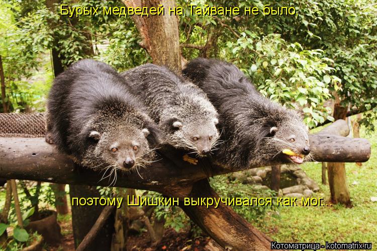 Котоматрица: Бурых медведей на Тайване не было, поэтому Шишкин выкручивался как мог...