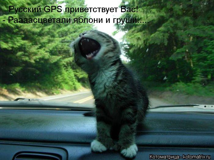 Котоматрица: Русский GPS приветствует Вас! - Раааасцветали яблони и груши.....
