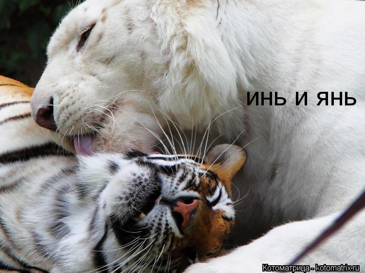 инь и янь... Котоматрица: инь и янь