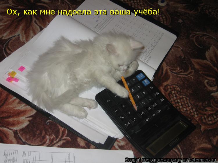 Ох, как мне надоела эта ваша учёба!... Котоматрица: Ох, как мне надоела эта ваша учёба!