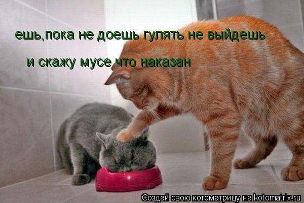и скажу мусе что наказан ешь,пока не доешь гулять не выйдешь... Котоматрица: и скажу мусе что наказан ешь,пока не доешь гулять не выйдешь