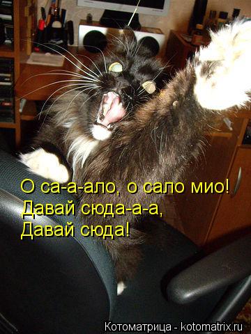 Котоматрица: О са-а-ало, о сало мио! Давай сюда-а-а, Давай сюда!