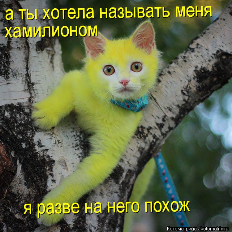 Котоматрица: а ты хотела называть меня  хамилионом я разве на него похож