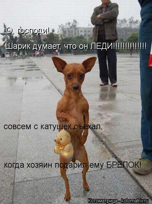 Котоматрица: О, господи! Шарик думает, что он ЛЕДИ!!!!!!!!!!!!!! совсем с катушек съехал, когда хозяин подарил ему БРЕЛОК!