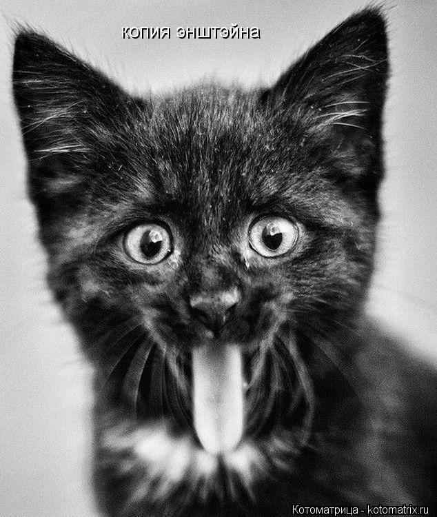 Котоматрица: копия энштэйна