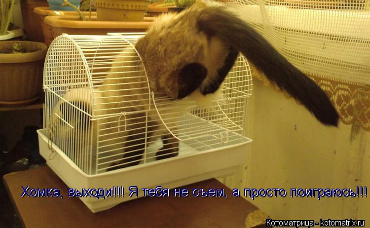 Котоматрица: Хомка, выходи!!! Я тебя не съем, а просто поиграюсь!!! Хомка, выходи!!! Я тебя не съем, а просто поиграюсь!!!