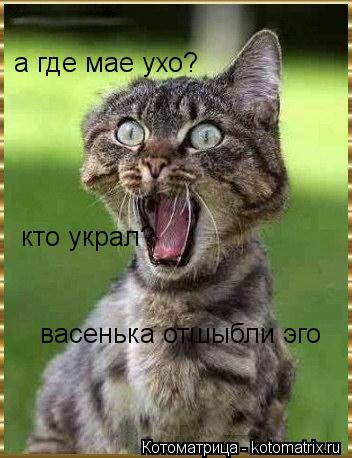 Котоматрица: а где мае ухо?  кто украл? васенька отшыбли эго