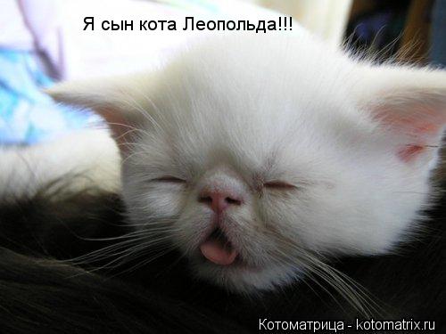 Котоматрица: Я сын кота Леопольда!!!