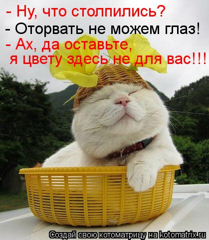 Котоматрица: - Ну, что столпились? - Оторвать не можем глаз! - Ах, да оставьте, я цвету здесь не для вас!!!