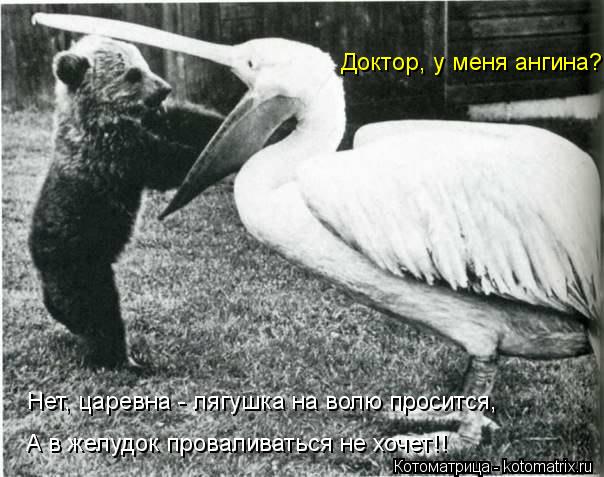 Котоматрица: Доктор, у меня ангина? Нет, царевна - лягушка на волю просится, А в желудок проваливаться не хочет!!
