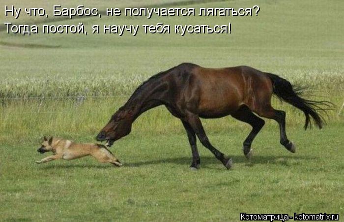 Котоматрица: Ну что, Барбос, не получается лягаться?  Тогда постой, я научу тебя кусаться!