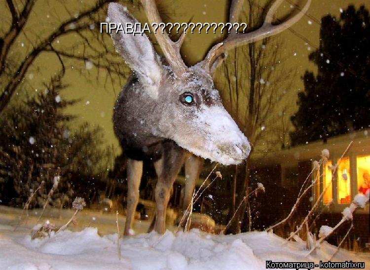 Котоматрица: ПРАВДА?????????????