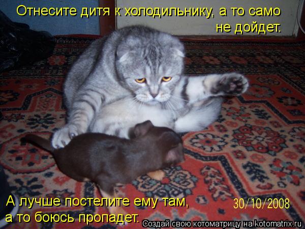 Котоматрица: Отнесите дитя к холодильнику, а то само не дойдет. А лучше постелите ему там,  а то боюсь пропадет.
