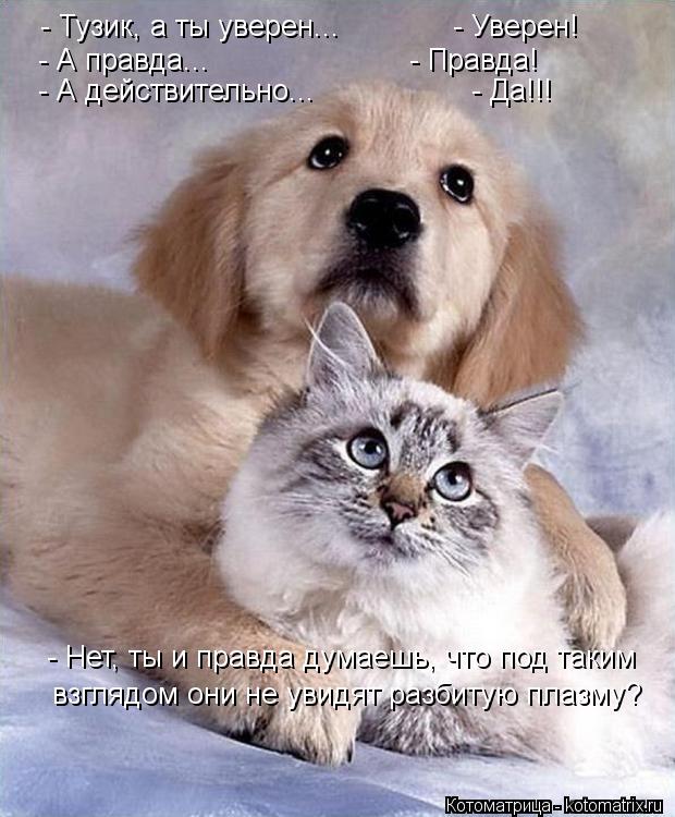 Котоматрица: - Тузик, а ты уверен...             - Уверен! - А правда...                       - Правда! - А действительно...                  - Да!!! - Нет, ты и правда думаешь, что под так
