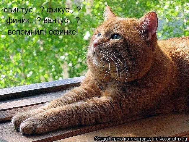 свинтус...? фикус...? финик...? вантус...? вспомнил! сфинкс!... Котоматрица: свинтус...? фикус...? финик...? вантус...? вспомнил! сфинкс!