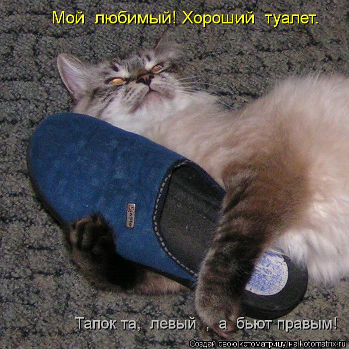 Котоматрица: Мой  любимый! Хороший  туалет. Тапок та,  левый  ,  а  бьют правым!